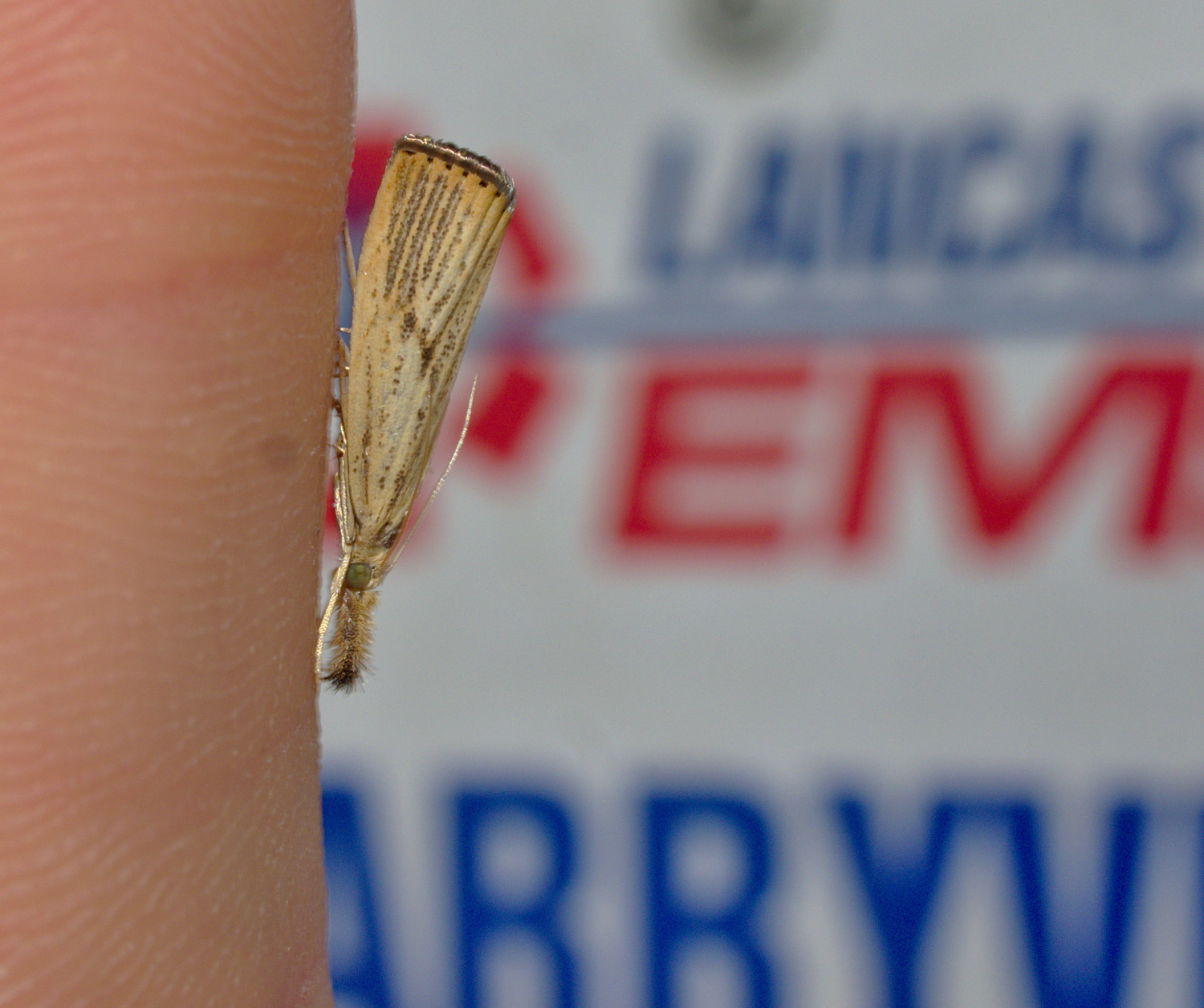 Being a sod webworm is bad enough, but being the lesser one is worde_20200909.jpg